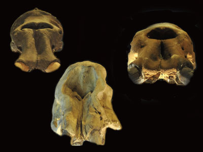 ゾウの化石　―頭骨をみてみよう―